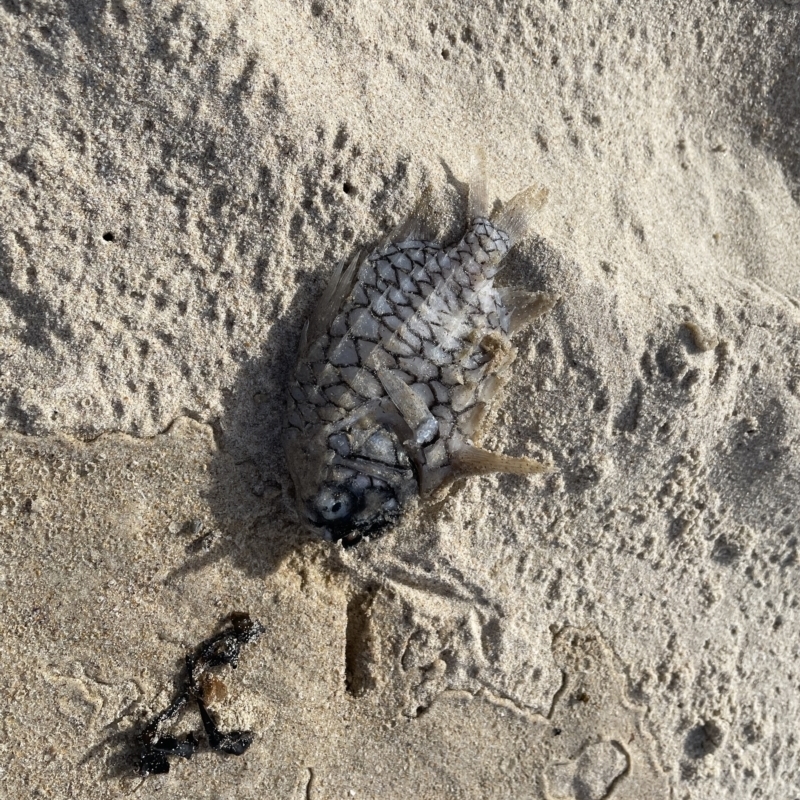 Cleidopus gloriamaris
