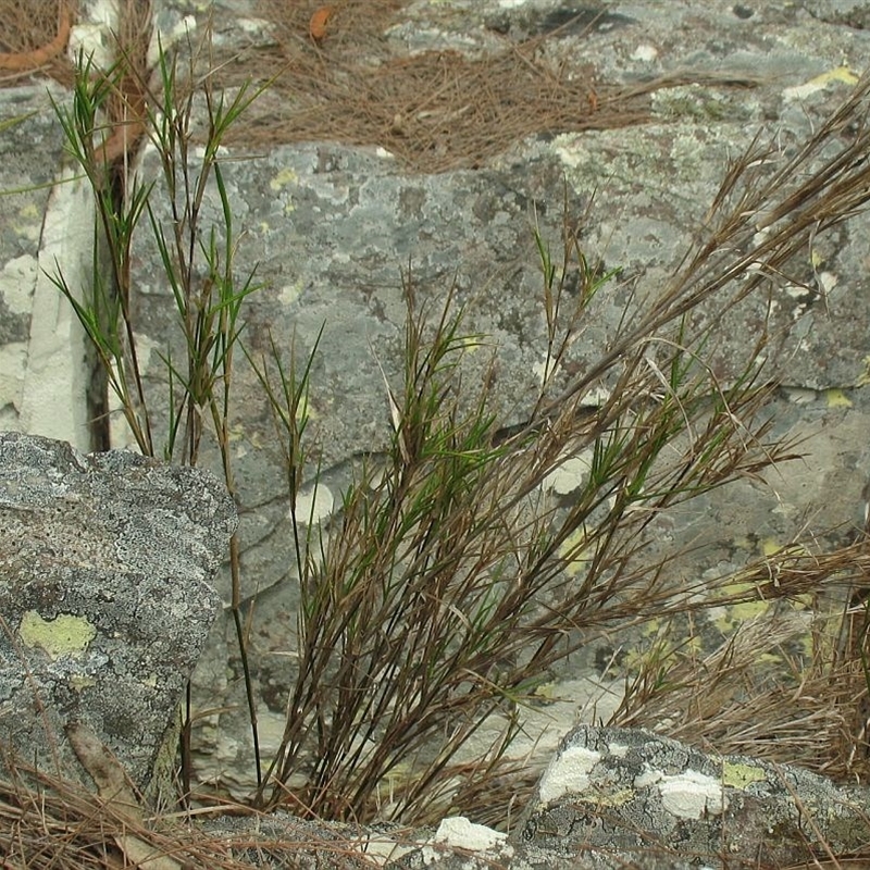 Cleistochloa rigida