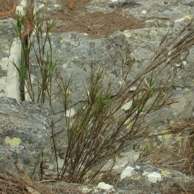 Jackie Miles, Brogo Dam cliffs