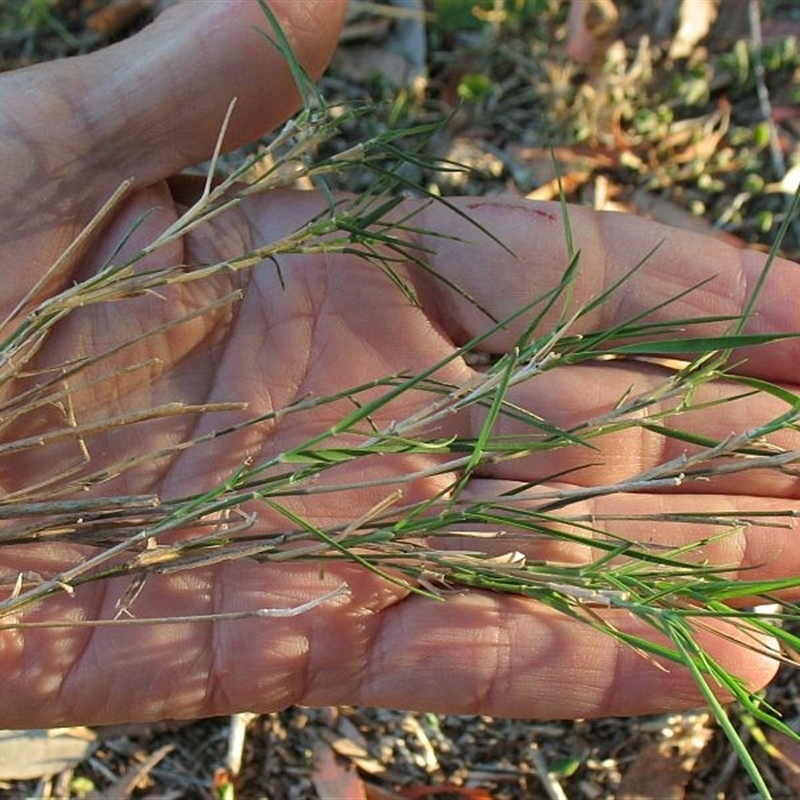 Cleistochloa rigida