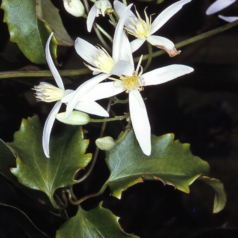 Clematis aristata