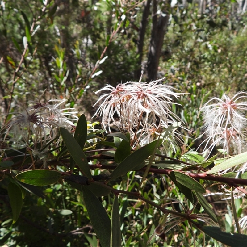 Clematis aristata