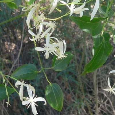 Clematis glycinoides