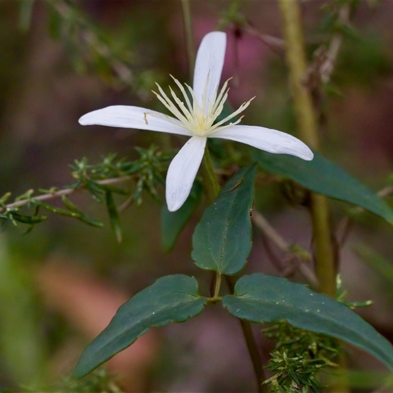 Clematis sp.