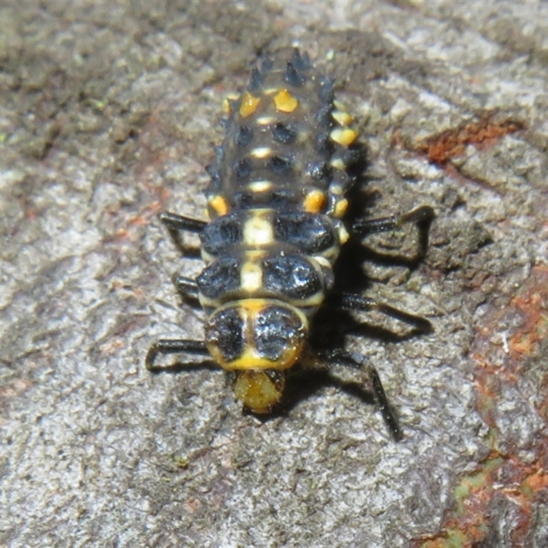 Nymph