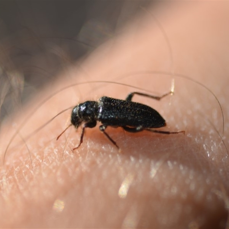 Cleridae sp. (family)