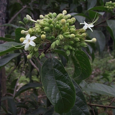 Clerodendrum tomentosum