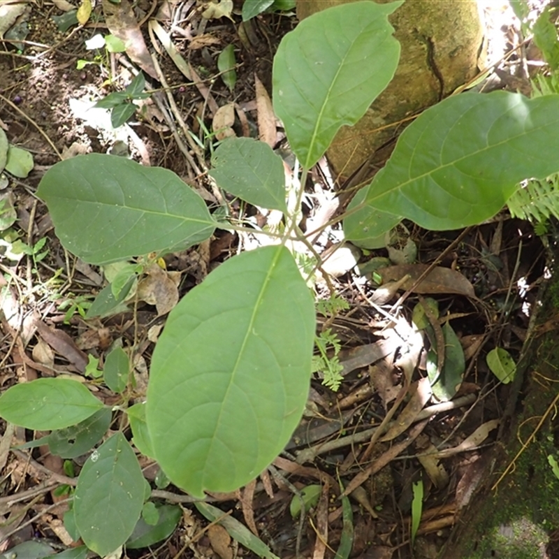 Clerodendrum tomentosum