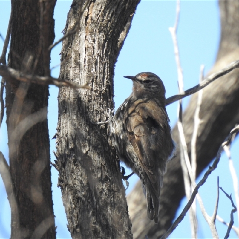 Climacteris affinis