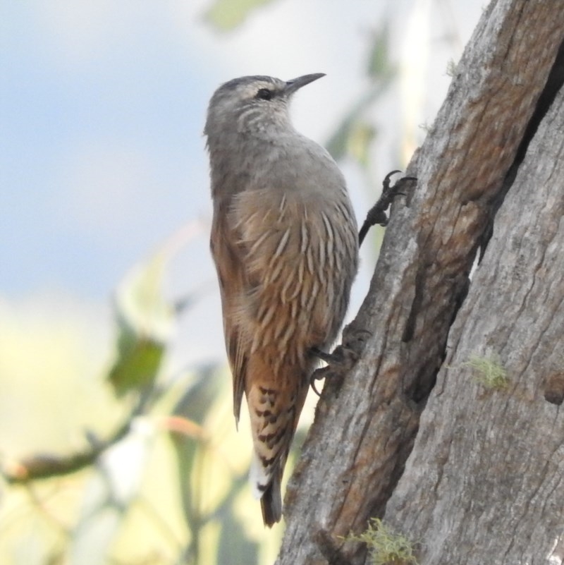 Climacteris picumnus victoriae