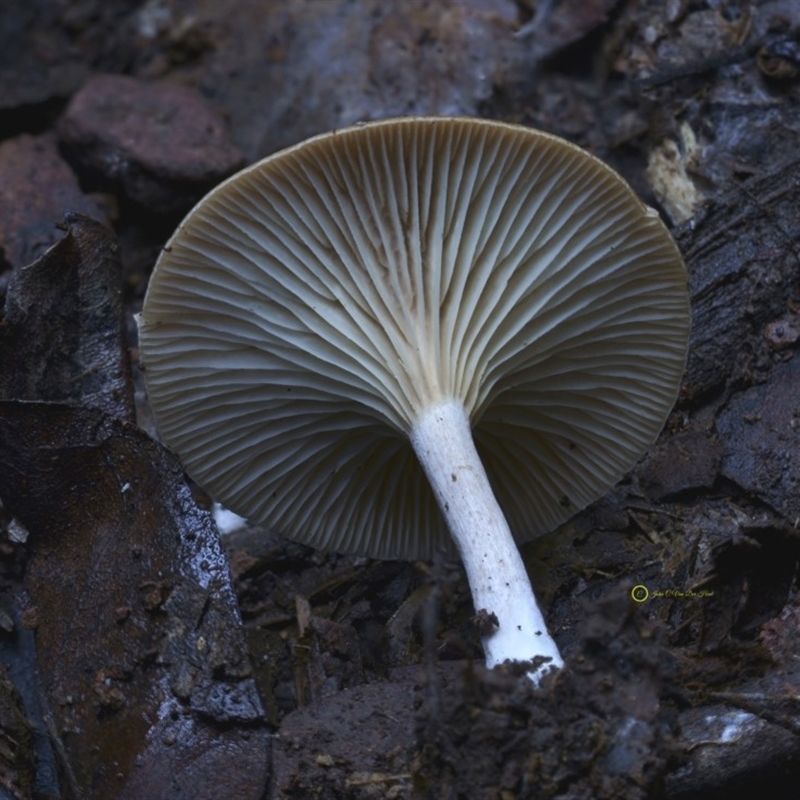 Clitocybe s.l.