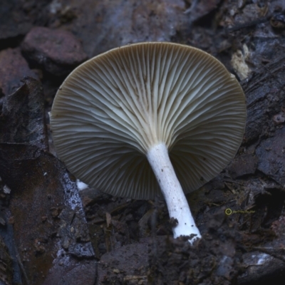 Clitocybe s.l.