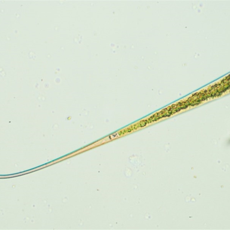 Closterium keutzingii