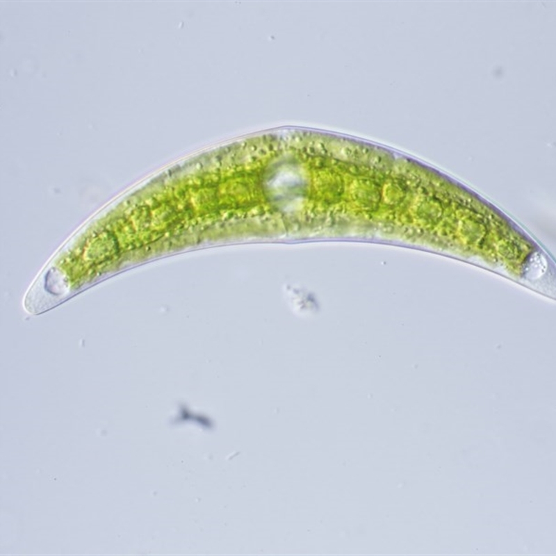 Closterium sp.