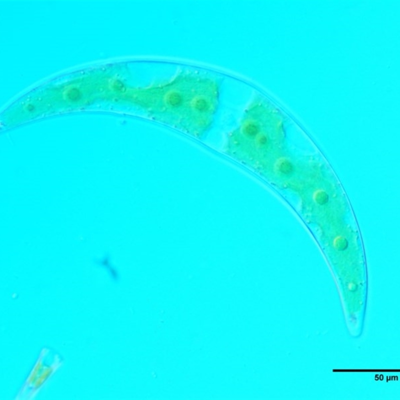 Closterium sp.