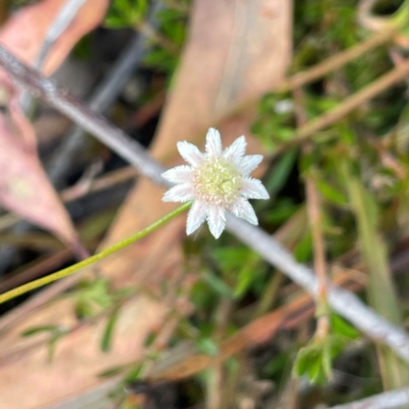 Actinotus forsythii