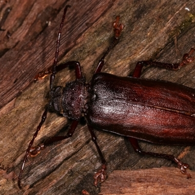 Cnemoplites edulis