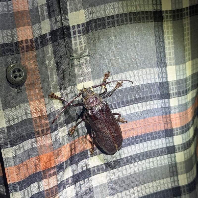 Cnemoplites edulis