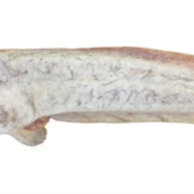 Cnidoglanis macrocephalus