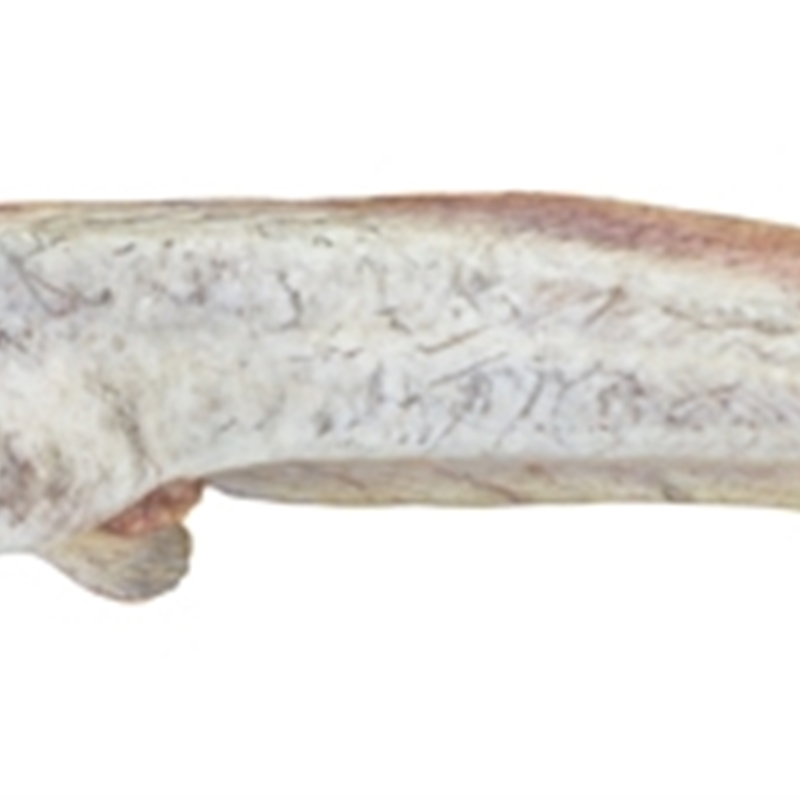 Cnidoglanis macrocephalus