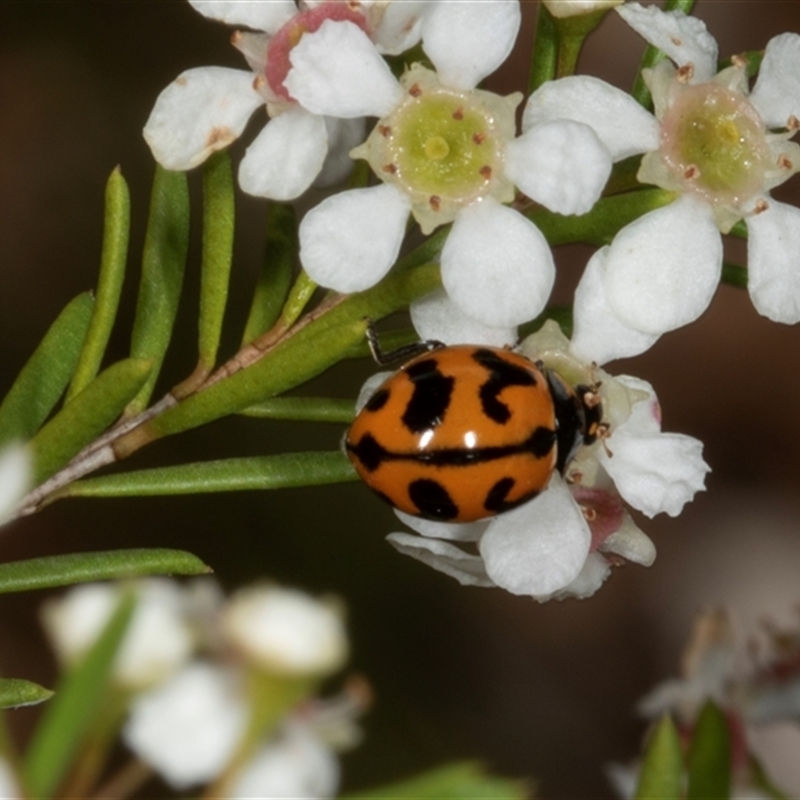 Coccinella transversalis