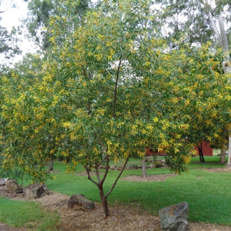 Acacia aulacocarpa