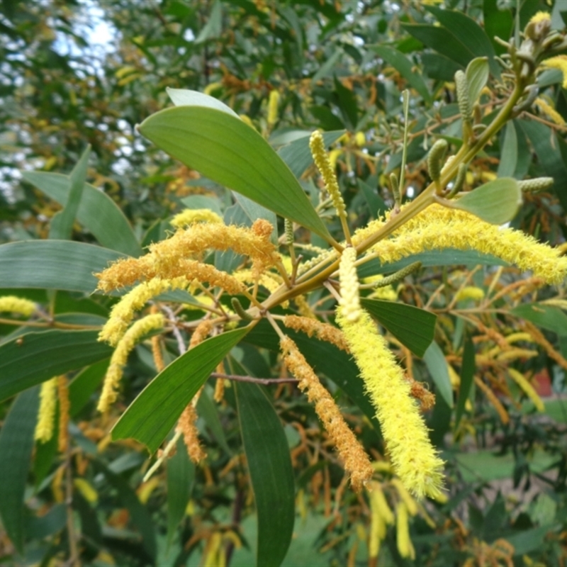 Acacia aulacocarpa