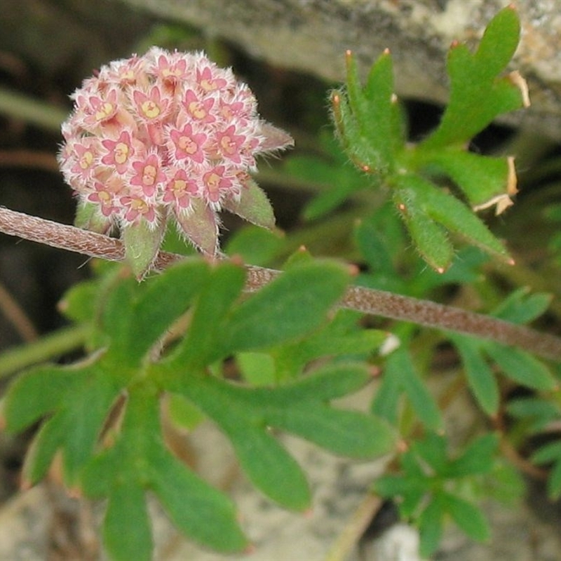 Actinotus gibbonsii