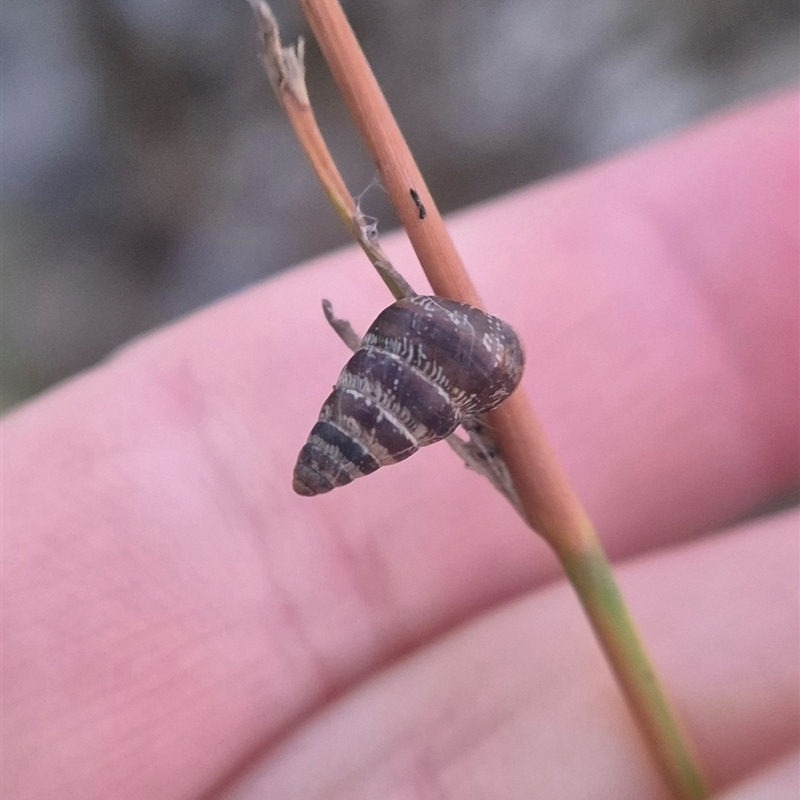 Cochlicella barbara