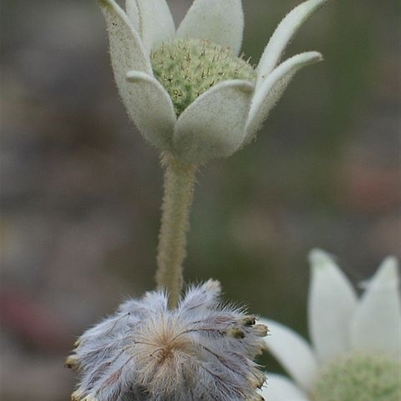 Actinotus helianthi