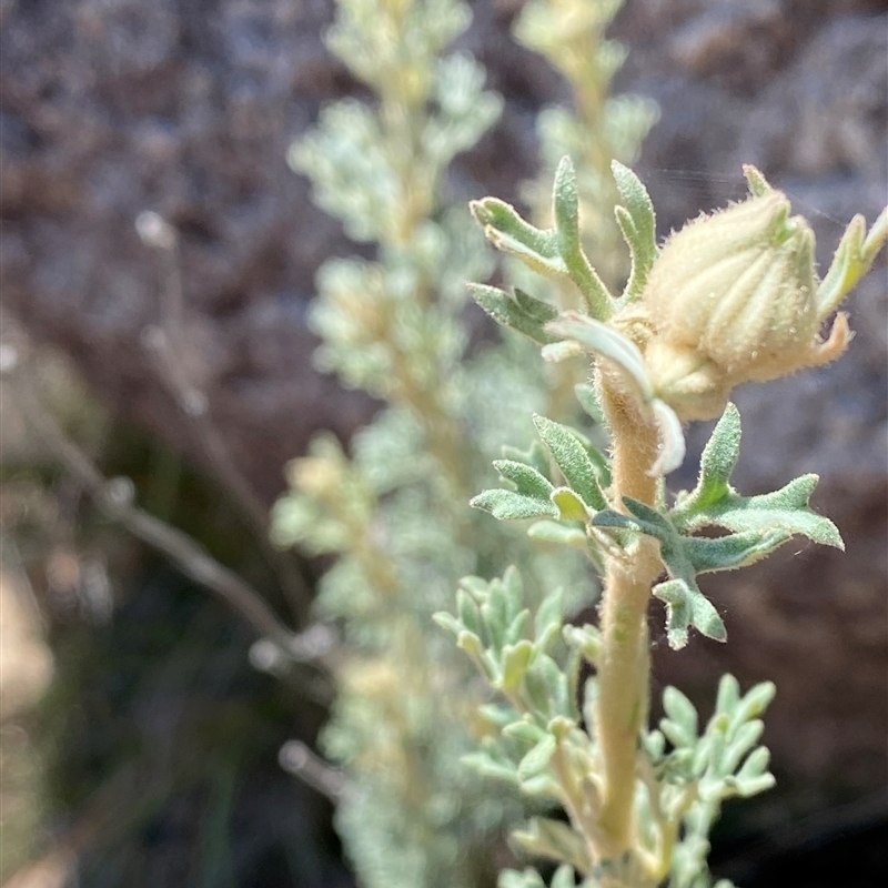 Actinotus helianthi