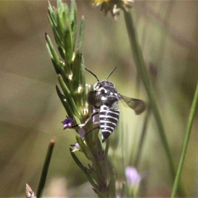 Coelioxys froggatti