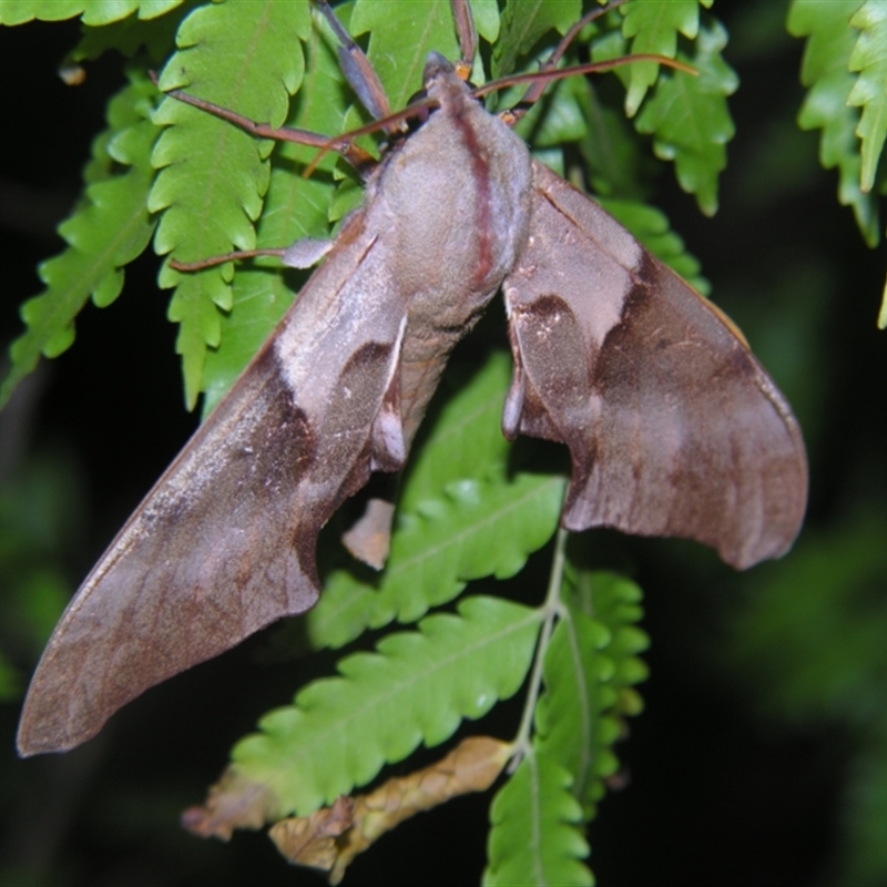 Coequosa australasiae