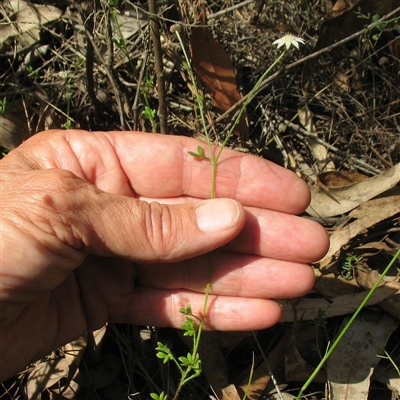 Actinotus minor