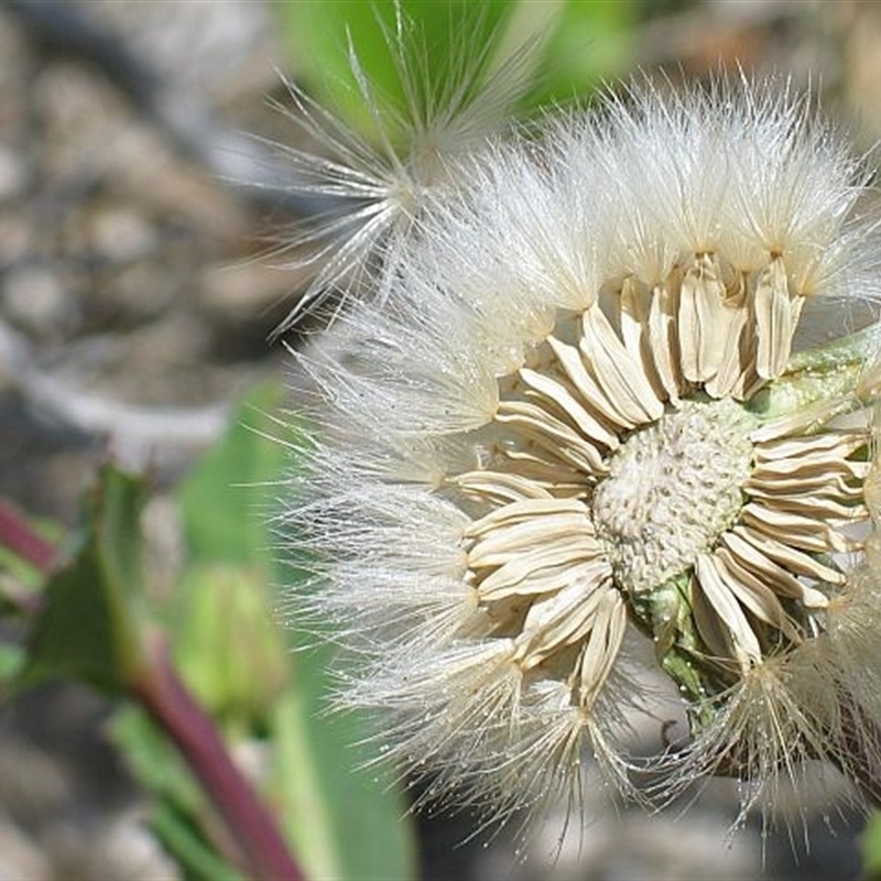 Actites megalocarpus