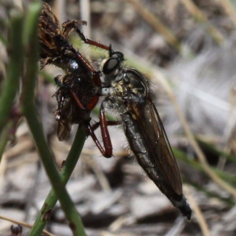 Colepia sp. (genus)