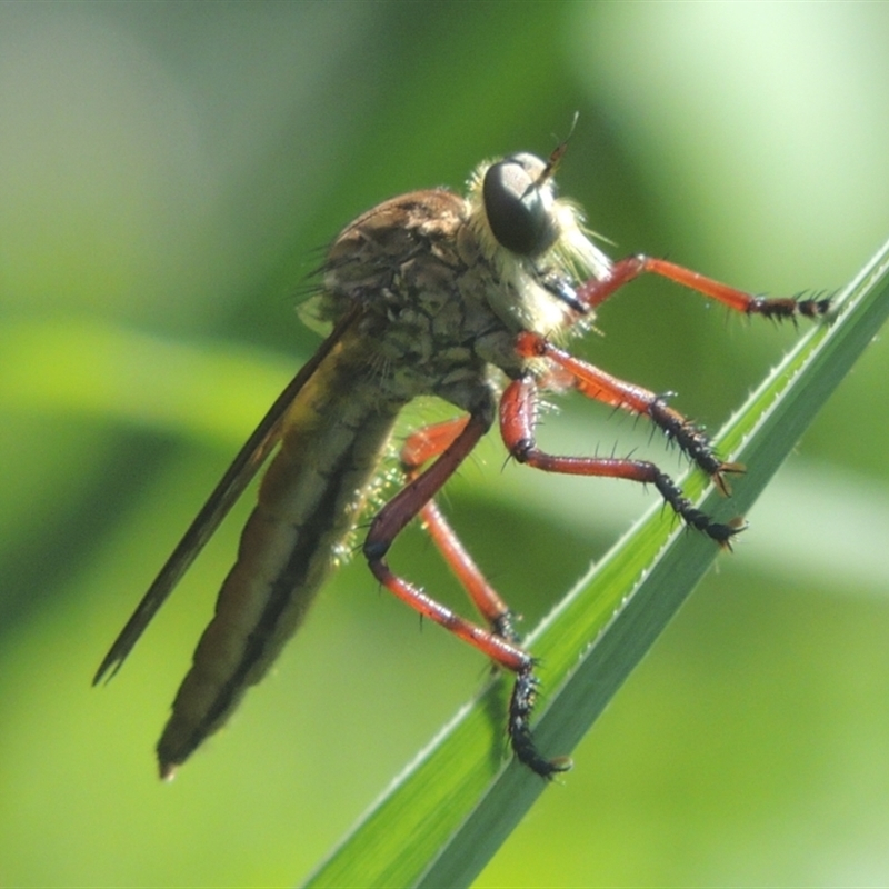 Colepia sp. (genus)