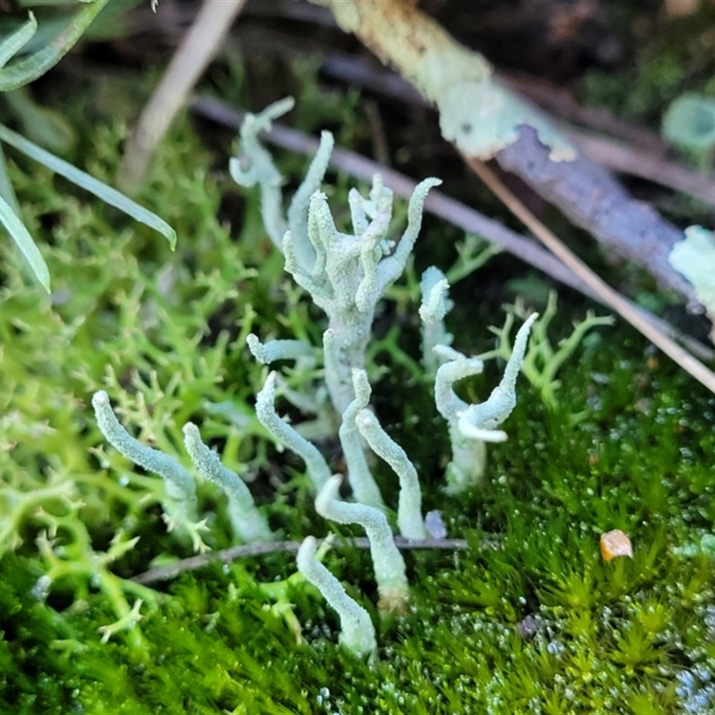 Collema glaucophthalmum
