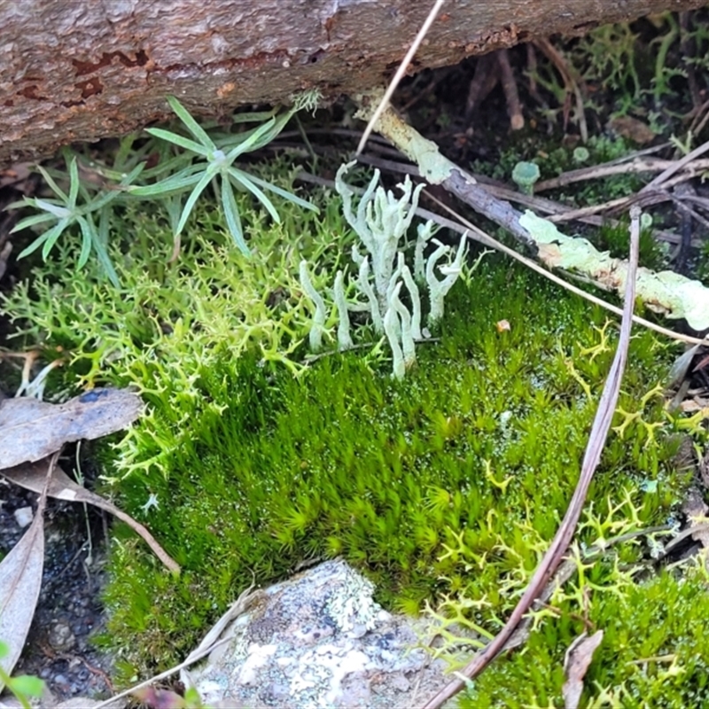 Collema glaucophthalmum