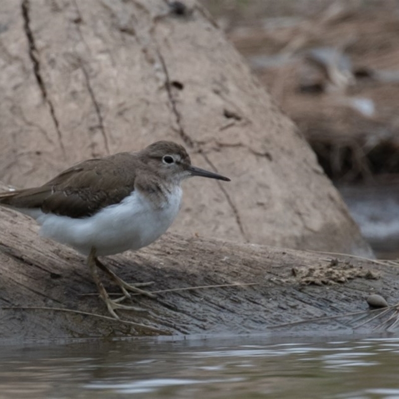 Actitis hypoleucos