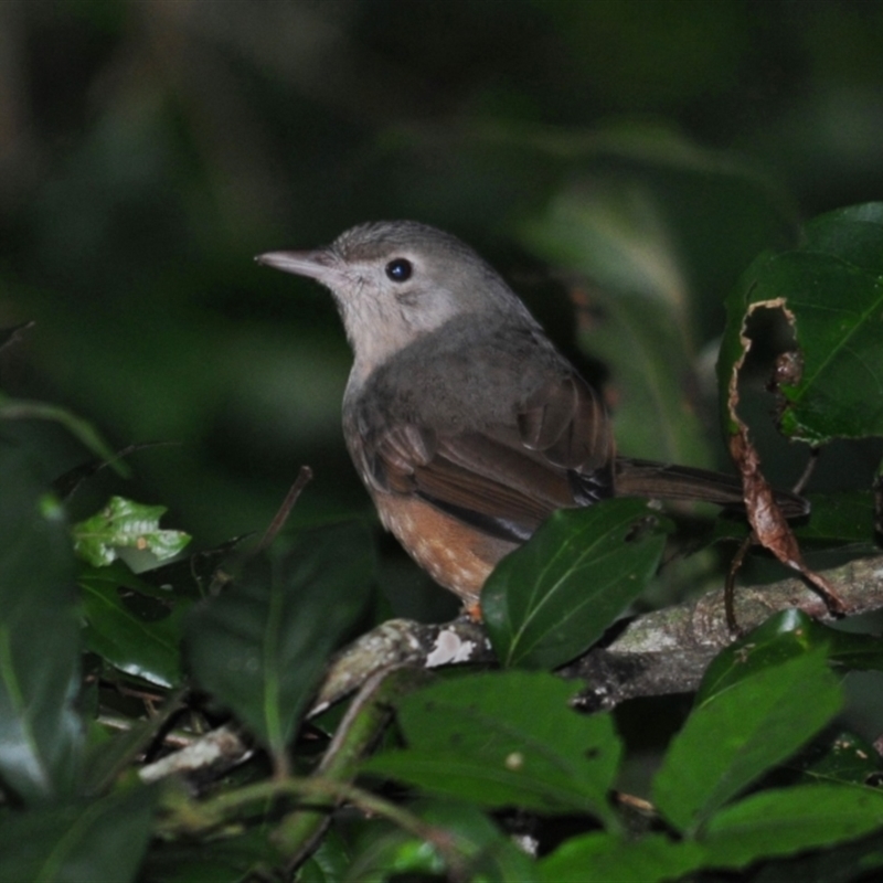 Colluricincla rufogaster