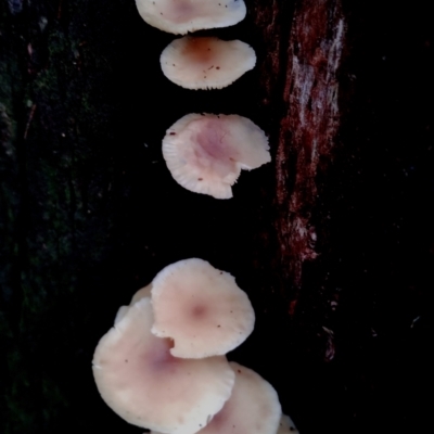 Collybia sp.