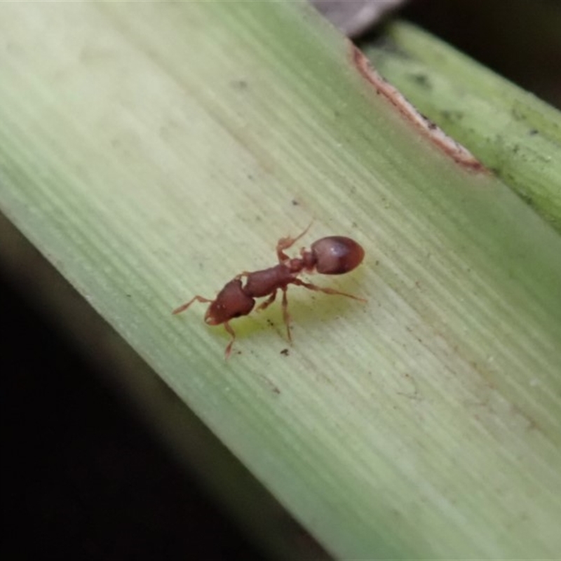 Colobostruma sp. (genus)