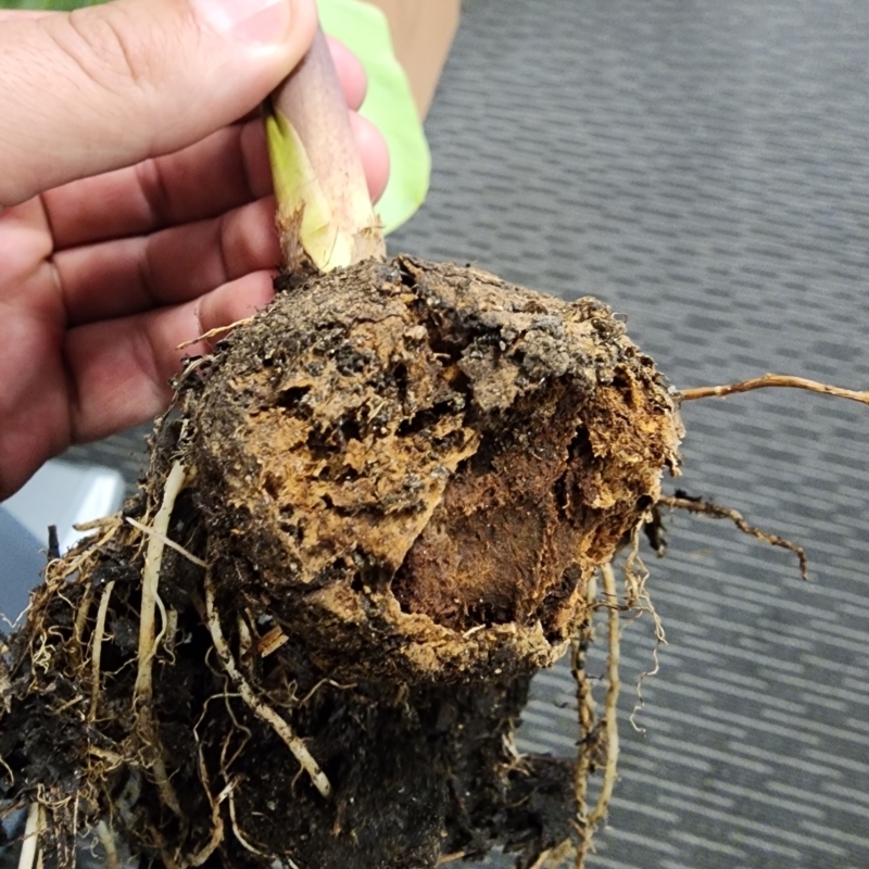 Colocasia esculenta