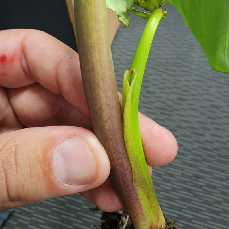 Colocasia esculenta