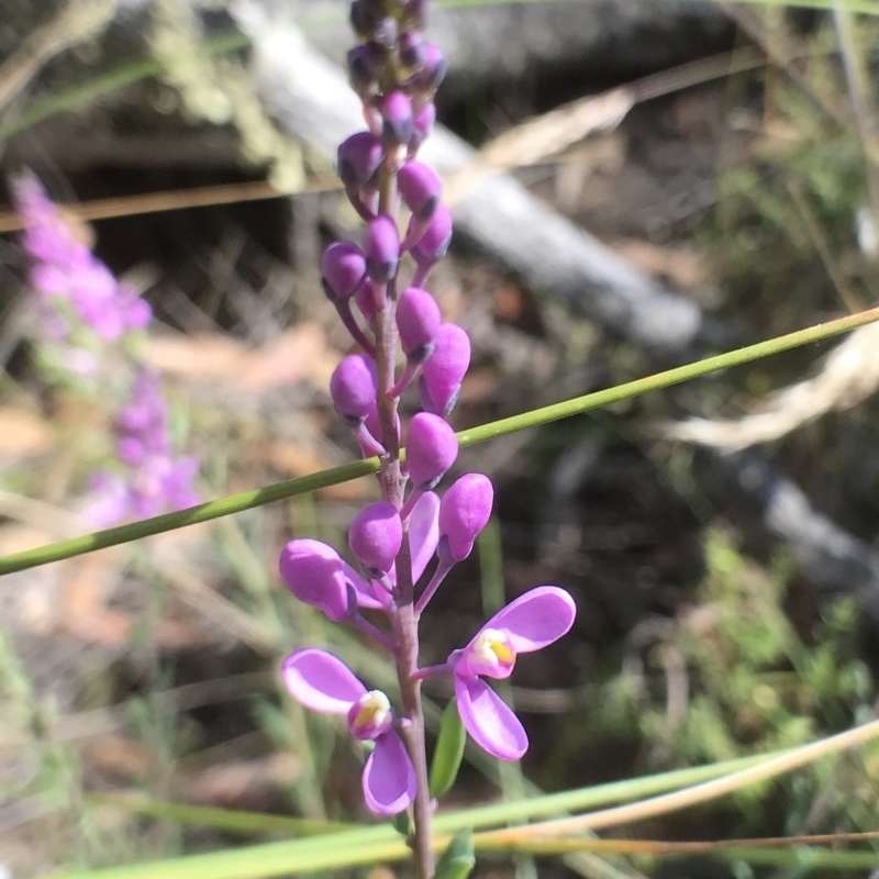 Comesperma ericinum