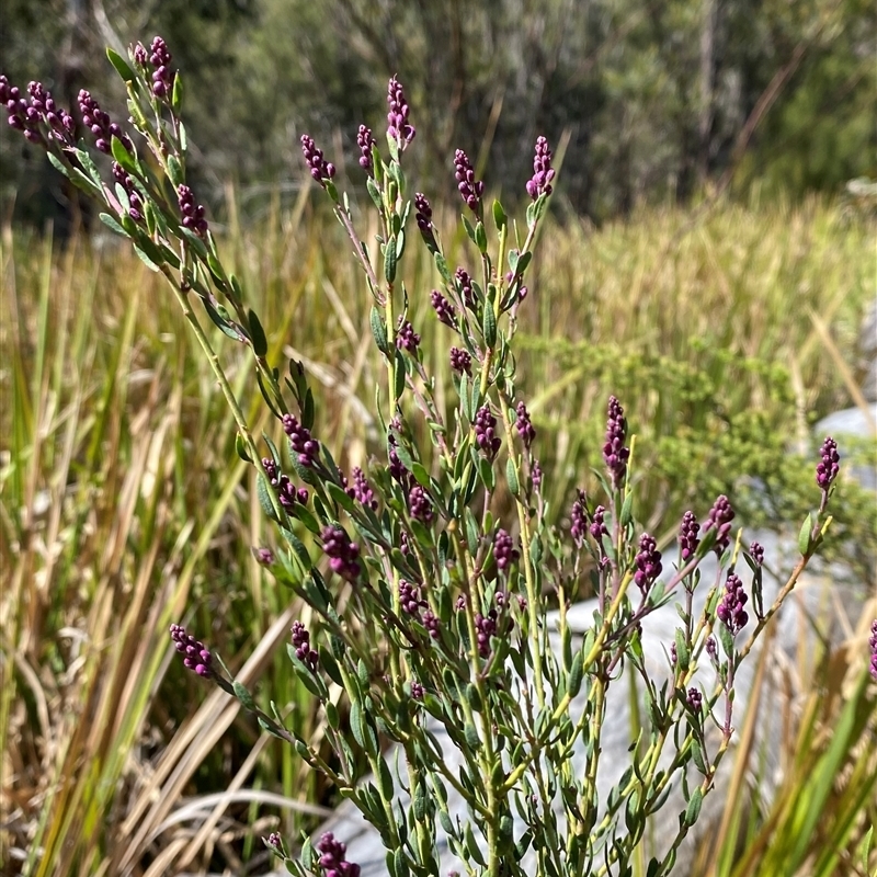 Comesperma ericinum