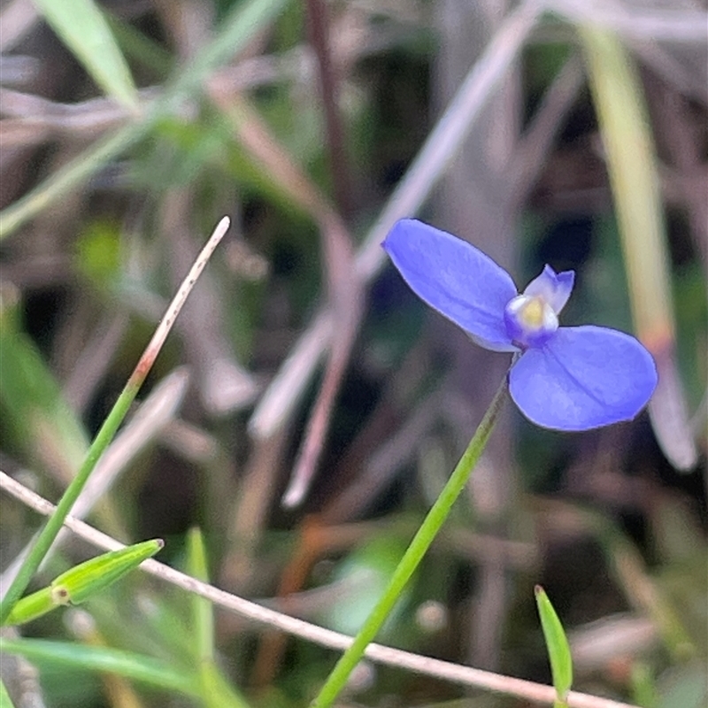 Comesperma sphaerocarpum