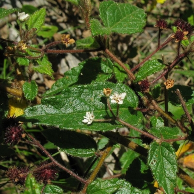 Commersonia dasyphylla