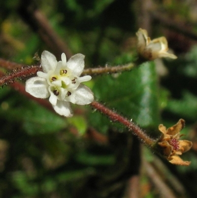 Commersonia dasyphylla